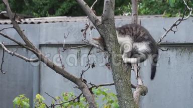小猫试图爬树